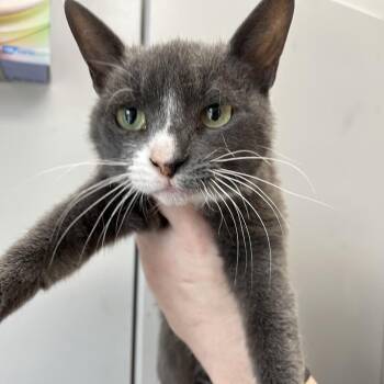 Domestic Short Hair Cats Available for Adoption in Columbiana, Alabama - Blue Bonnet | PetCurious