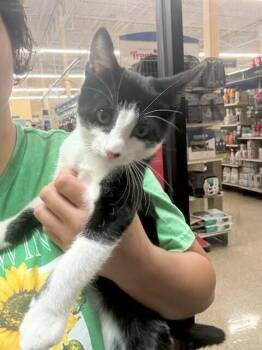 George -  Domestic Short Hair Cat for Adoption in Covington, Louisiana - George | PetCurious