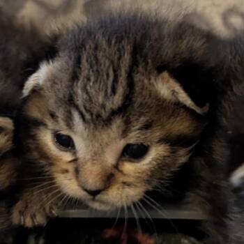 Domestic Short Hair Cats Available for Adoption in Sunnyvale, California - Popcorn (Tan) | PetCurious