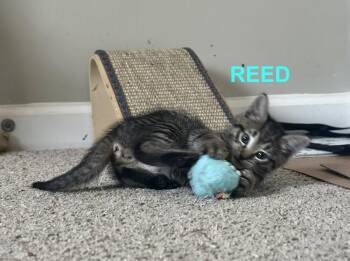 Domestic Short Hair Cats Available for Adoption in Mooresville, North Carolina - Reed | PetCurious