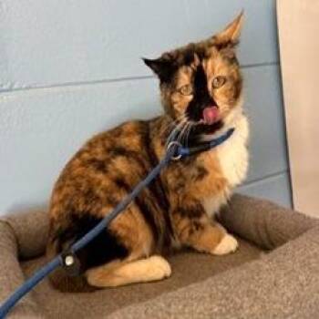 Domestic Short Hair Cats Available for Adoption - Sunshine 2 | PetCurious