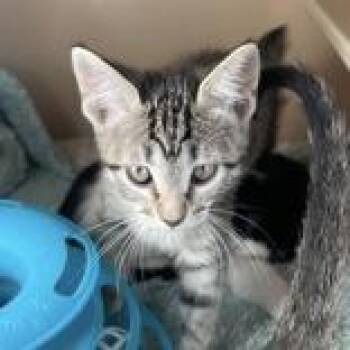 Maine - Butler Campus -  Domestic Short Hair Cat for Adoption in Flagstaff, Arizona - Maine - Butler Campus | PetCurious