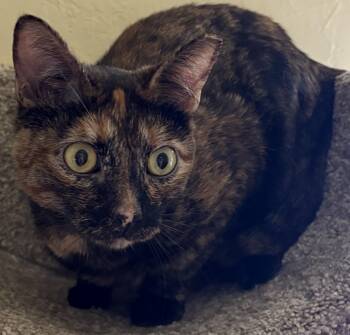 MISS KITTY -  Tortoiseshell Cat for Adoption in Prescott, Arizona - MISS KITTY | PetCurious