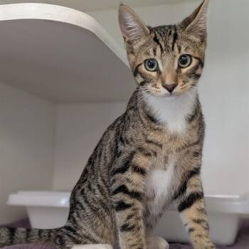 A885890 -  Domestic Short Hair Cat for Adoption in Camarillo, California - A885890 | PetCurious