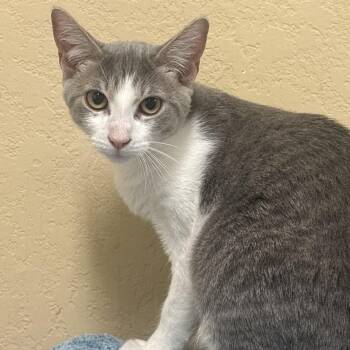 Wonton -  Domestic Short Hair Cat for Adoption in Statesboro, Georgia - Wonton | PetCurious