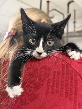 Zemfira -  Tuxedo and Domestic Short Hair Cat for Adoption in Ringwood, New Jersey - Zemfira | PetCurious