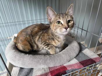 Rescue American Shorthair Cats for Adoption in El Dorado, Arkansas - Chen | PetCurious