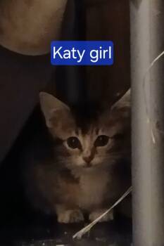 Rescue Domestic Short Hair Cats for Adoption in Olney, Illinois - Katy | PetCurious