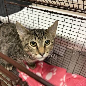 Taquito -  Domestic Short Hair Cat for Adoption in Chicago, Illinois - Taquito | PetCurious