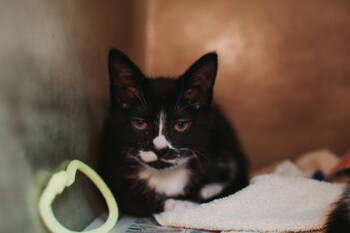 Rescue Domestic Short Hair Cats for Adoption in North Charleston, South Carolina - 88166A Mittens-PetSmart West Ashley | PetCurious