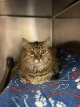 Rescue Domestic Medium Hair Cats for Adoption in Fruit Heights, Utah - Nesi | PetCurious