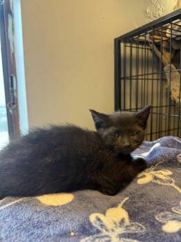 Indigo -  Domestic Short Hair Cat for Adoption in Freeport, New York - Indigo | PetCurious