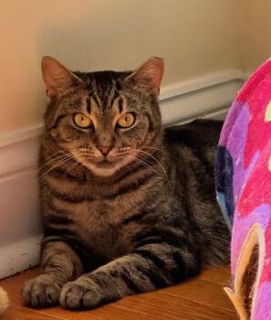 Domestic Short Hair Cats Available for Adoption in Davidson, North Carolina - Mojo | PetCurious