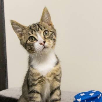 Hummingbird -  Domestic Short Hair Cat for Adoption in Gainesville, Florida - Hummingbird | PetCurious