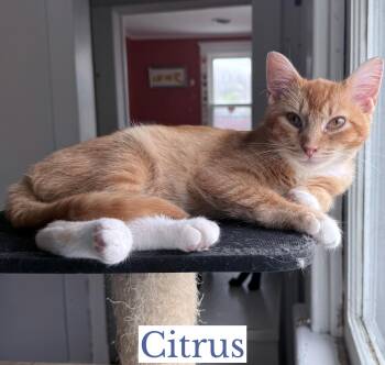 Domestic Short Hair Cats Available for Adoption in Berkeley Springs, West Virginia - Citrus | PetCurious