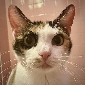 Rescue Domestic Short Hair Cats for Adoption in New York, New York - Mimi | PetCurious