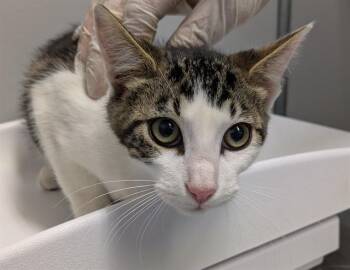 BUG -  Domestic Short Hair Cat for Adoption in Kent, Washington - BUG | PetCurious