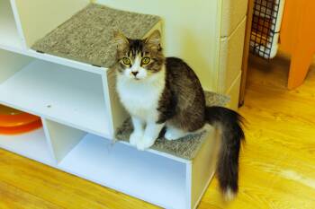 Journey -  Domestic Long Hair Cat for Adoption in Urbana, Ohio - Journey | PetCurious