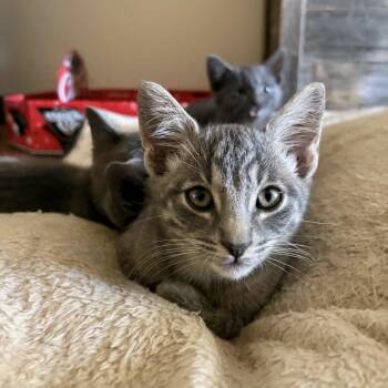 Stargazer -  Domestic Short Hair Cat for Adoption in Bentonville, Arkansas - Stargazer | PetCurious