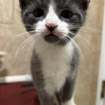 Rescue Domestic Short Hair Cats for Adoption in Irondequoit, New York - Dove | PetCurious