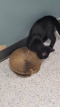 710 - Wilbur -  Domestic Short Hair Cat Available for Adoption in St. Louis, Missouri - 710 - Wilbur | PetCurious
