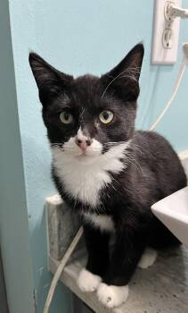 Batman -  Domestic Short Hair and Tuxedo Cat for Adoption in Zimmerman, Minnesota - Batman | PetCurious