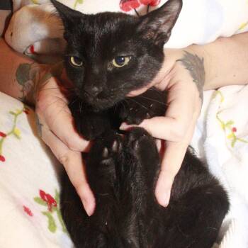 Oliver -  Bombay and Domestic Short Hair Cat for Adoption in Houston, Texas - Oliver | PetCurious