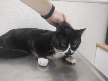 TRIGGER -  Domestic Short Hair Cat Available for Adoption in Oroville, California - TRIGGER | PetCurious