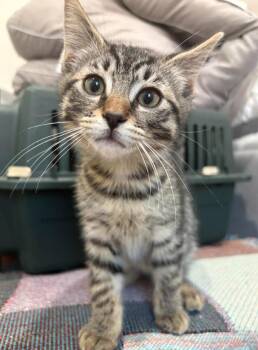 Domestic Short Hair Cats Available for Adoption in New York, New York - Fred | PetCurious