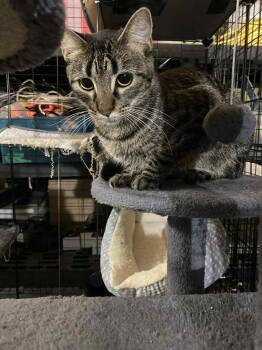 Rescue Domestic Short Hair Cats for Adoption in Marshall, Missouri - Eva | PetCurious