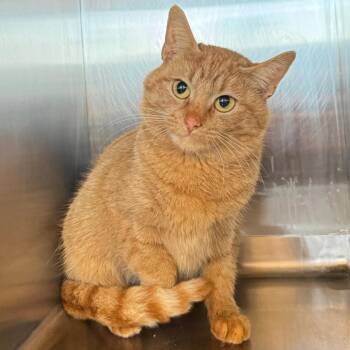 Domestic Short Hair Cats Available for Adoption - Lyra | PetCurious