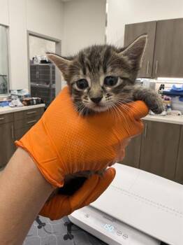 GROOT -  Domestic Short Hair Cat for Adoption in Baytown, Texas - GROOT | PetCurious