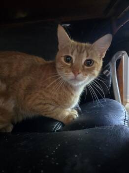 Wellbutrin -  Tabby and Domestic Short Hair Cat for Adoption in Dallas, Texas - Wellbutrin | PetCurious