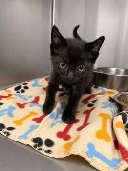 Turtle -  Domestic Short Hair Cat for Adoption in Covington, Louisiana - Turtle | PetCurious