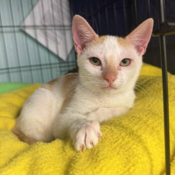 Domestic Short Hair Cats Available for Adoption in Hudson, New York - Mille | PetCurious