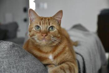 Domestic Short Hair Cats Available for Adoption - REMY | PetCurious