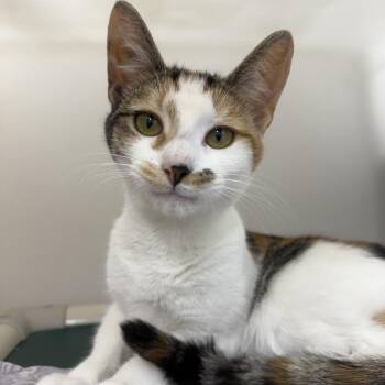 Norma -  Domestic Short Hair Cat for Adoption in Ridgely, Maryland - Norma | PetCurious