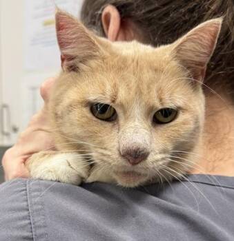 Rescue Domestic Short Hair Cats for Adoption in Athens, Georgia - Blobfish | PetCurious