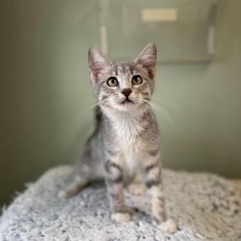 Jamila--In Foster -  Domestic Short Hair Cat for Adoption in Fargo, North Dakota - Jamila--In Foster | PetCurious