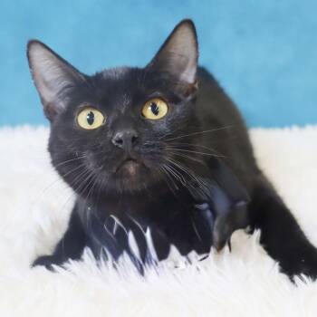 Domestic Short Hair Cats Available for Adoption - Calypso | PetCurious