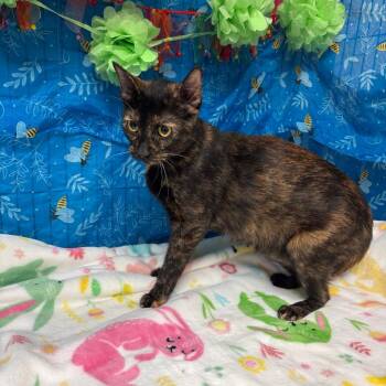 American Shorthair Cats Available for Adoption in Greenfield, Indiana - Pinto | PetCurious