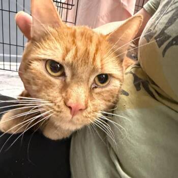 Domestic Short Hair Cats Available for Adoption in Summerlee, West Virginia - Punklin | PetCurious