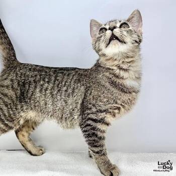 Domestic Short Hair Cats Available for Adoption in Washington, District Of Columbia - Hilda | PetCurious