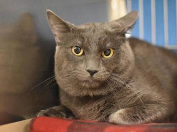 Smokey Quartz -  Domestic Short Hair Cat for Adoption in Portland, Oregon - Smokey Quartz | PetCurious
