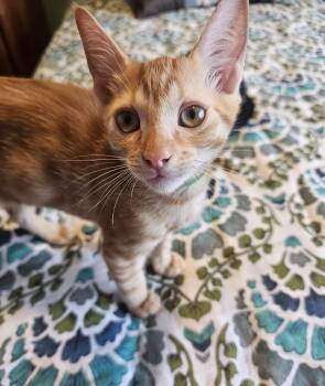 Ford Vroom Vroom -  Domestic Short Hair Cat for Adoption in Chandler, Arizona - Ford Vroom Vroom | PetCurious