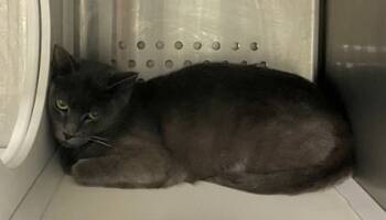 Rescue Domestic Short Hair Cats for Adoption in Twinsburg, Ohio - Mamma Mia | PetCurious