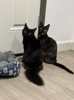 Domestic Short Hair and Domestic Medium Hair Cats Available for Adoption - Oliver & Olivia (bonded) | PetCurious