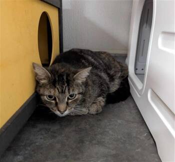 RUBY -  Domestic Short Hair Cat for Adoption in Brunswick, Georgia - RUBY | PetCurious