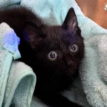 Squid -  Domestic Short Hair Cat for Adoption in Orlando, Florida - Squid | PetCurious