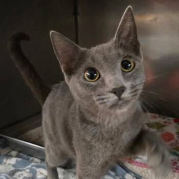 Domestic Short Hair Cats Available for Adoption - Mystic | PetCurious